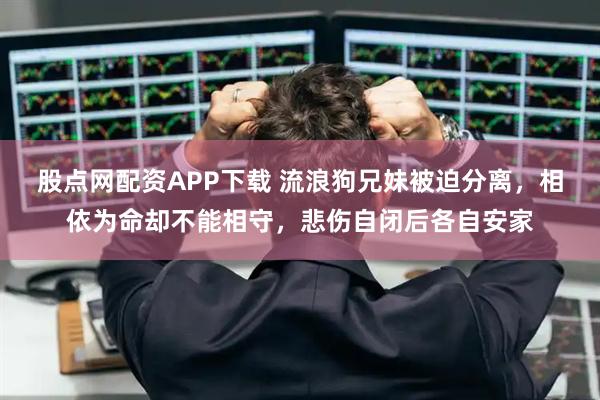 股点网配资APP下载 流浪狗兄妹被迫分离，相依为命却不能相守，悲伤自闭后各自安家